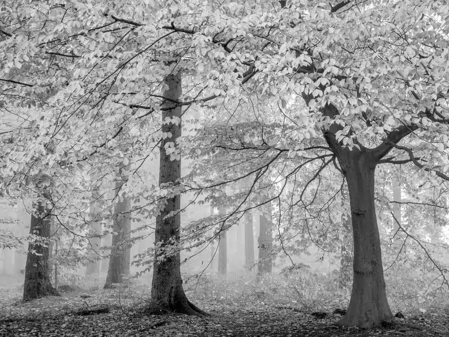 Black and White Landscape Photography Guide | Nature TTL