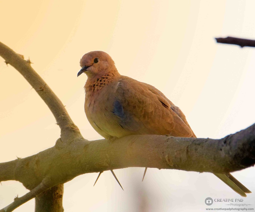 4 Essential Tips for Photographing Birds in Flight - Nature TTL 4 Essential Tips for Photographing Birds in Flight - Nature TTL