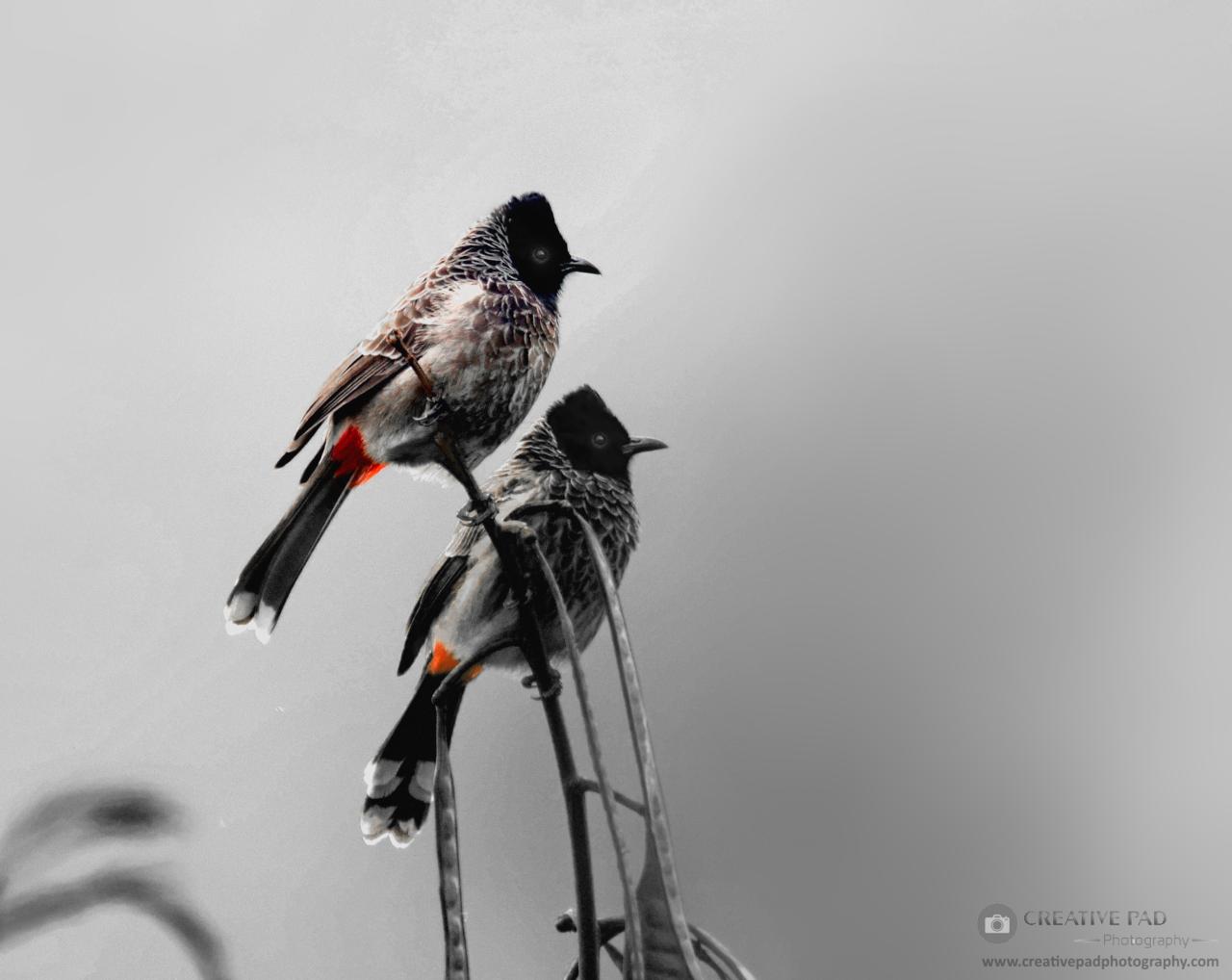 How to Photograph Birds in Flight How to Photograph Birds in Flight