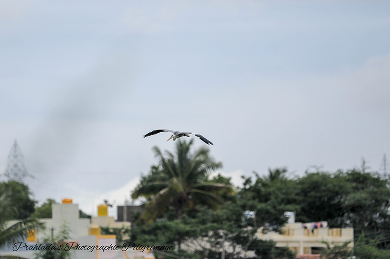 Mastering the Art of Photographing Flying Birds with a Telephoto Lens Mastering the Art of Photographing Flying Birds with a Telephoto Lens