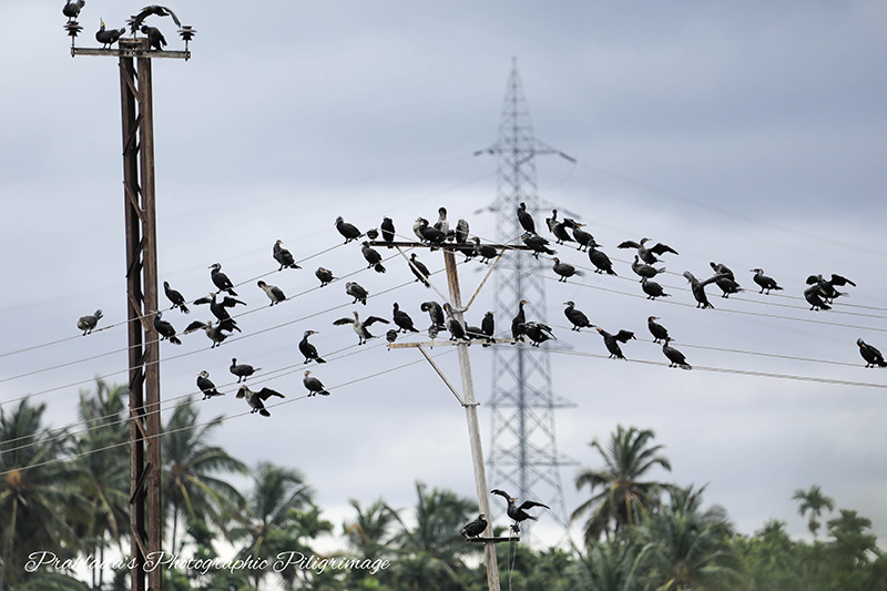 Mastering the Art of Photographing Flying Birds with a Telephoto Lens Mastering the Art of Photographing Flying Birds with a Telephoto Lens