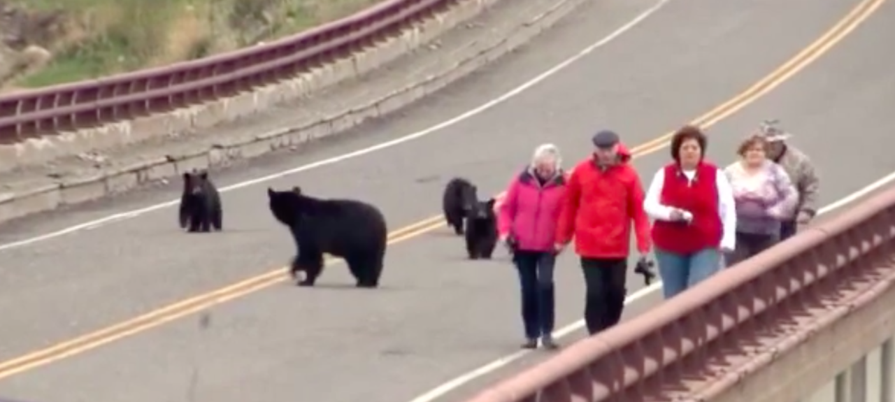 A Reminder: Wildlife is Wild, Keep Your Distance! - THE OUTDOOR SOCIETY A Reminder: Wildlife is Wild, Keep Your Distance! - THE OUTDOOR SOCIETY