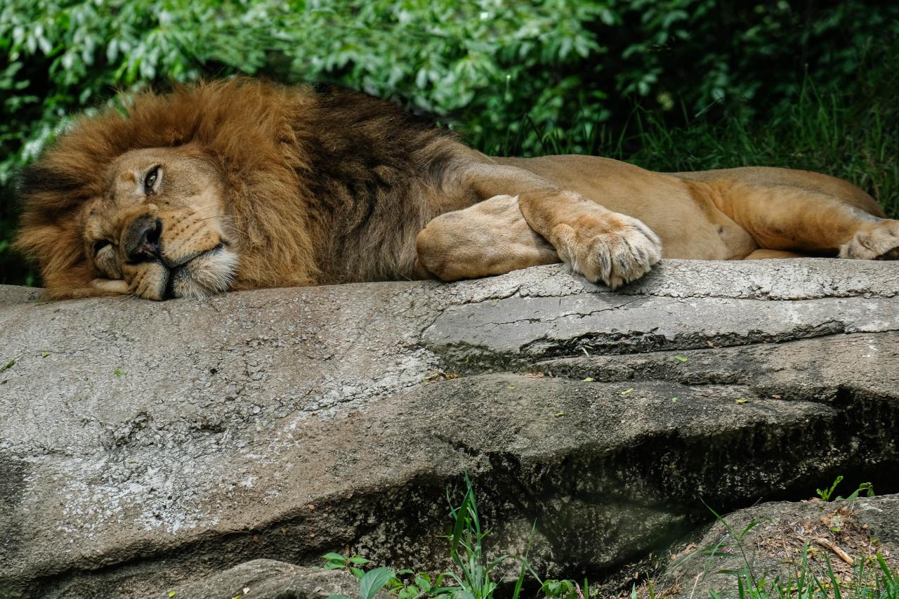 Zoo Photography · An Animal Photograph · Photography on Cut Out + Keep Zoo Photography · An Animal Photograph · Photography on Cut Out + Keep