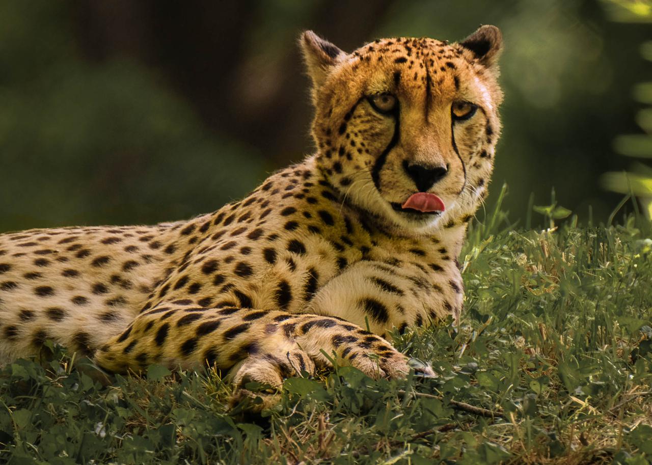 Zoo Photography · An Animal Photograph · Photography on Cut Out + Keep Zoo Photography · An Animal Photograph · Photography on Cut Out + Keep