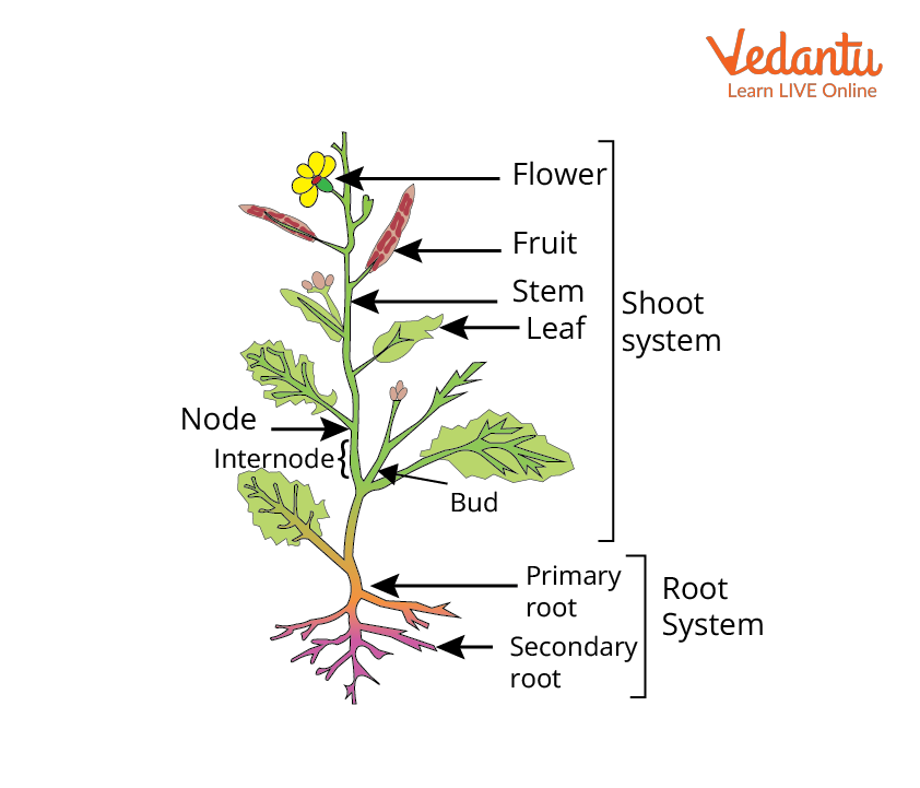 How to Prepare for a Professional Photoshoot How to Prepare for a Professional Photoshoot