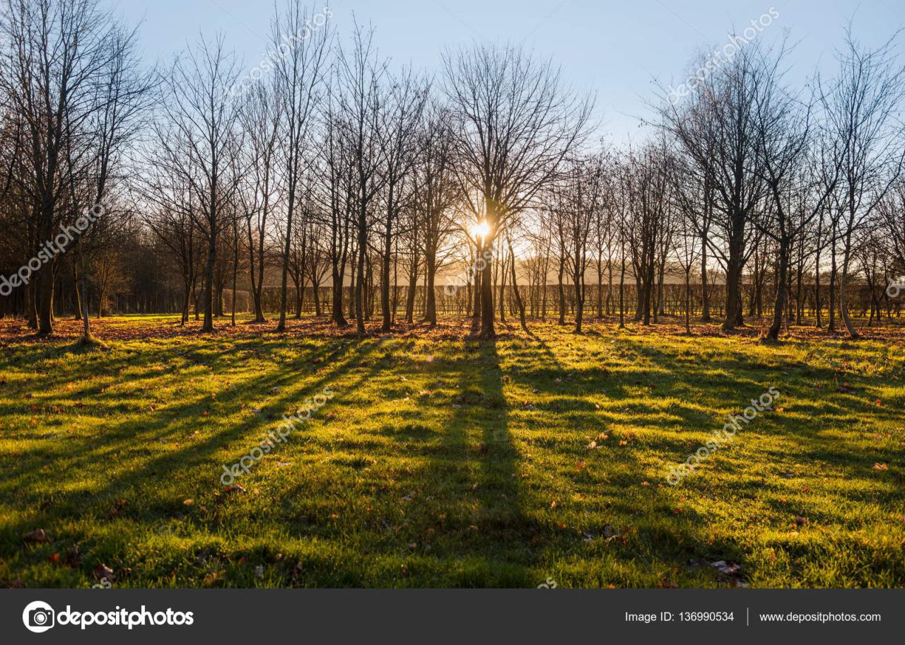 Sunrise Trees Stock Photos, Images and Backgrounds for Free Download