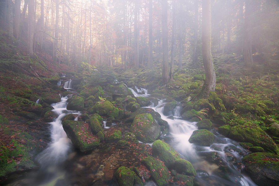 Foggy Forest: Creating Moody and Atmospheric Shots Foggy Forest: Creating Moody and Atmospheric Shots