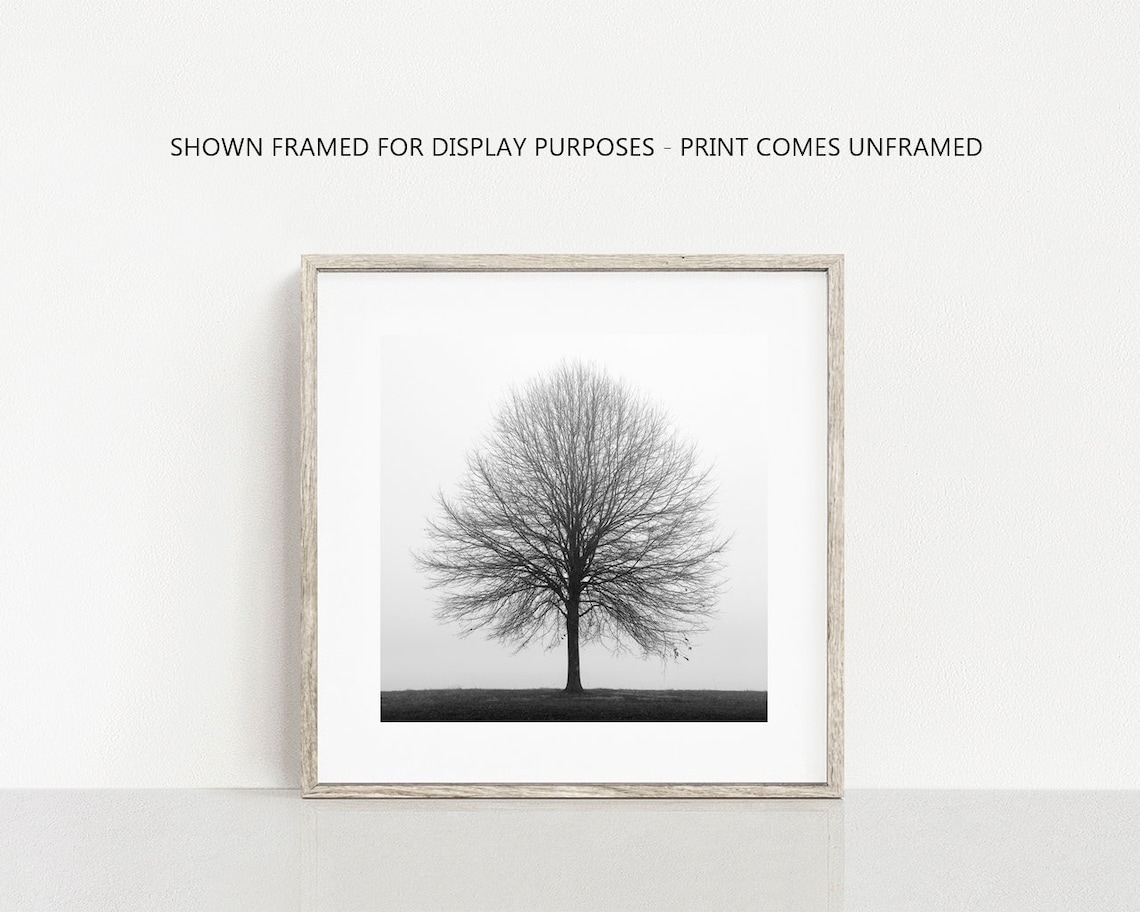 Black and White Landscape: Sunbeams Through Trees