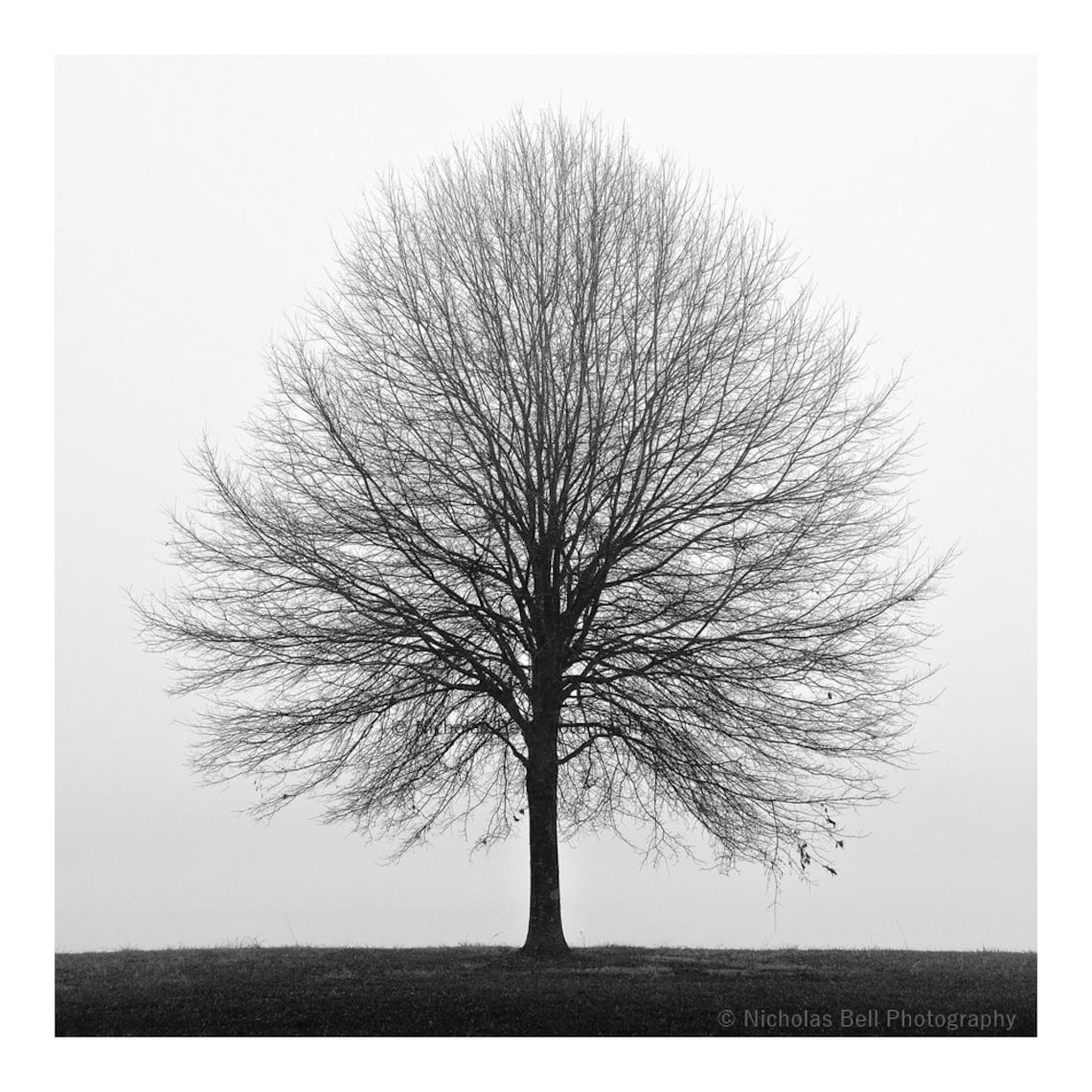 Photographing Trees, Part 3--Black and White