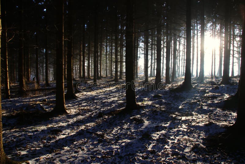 Long Shadows in the Woods at Sunrise Stock Photo - Image of cold, frost ... Long Shadows in the Woods at Sunrise Stock Photo - Image of cold, frost ...