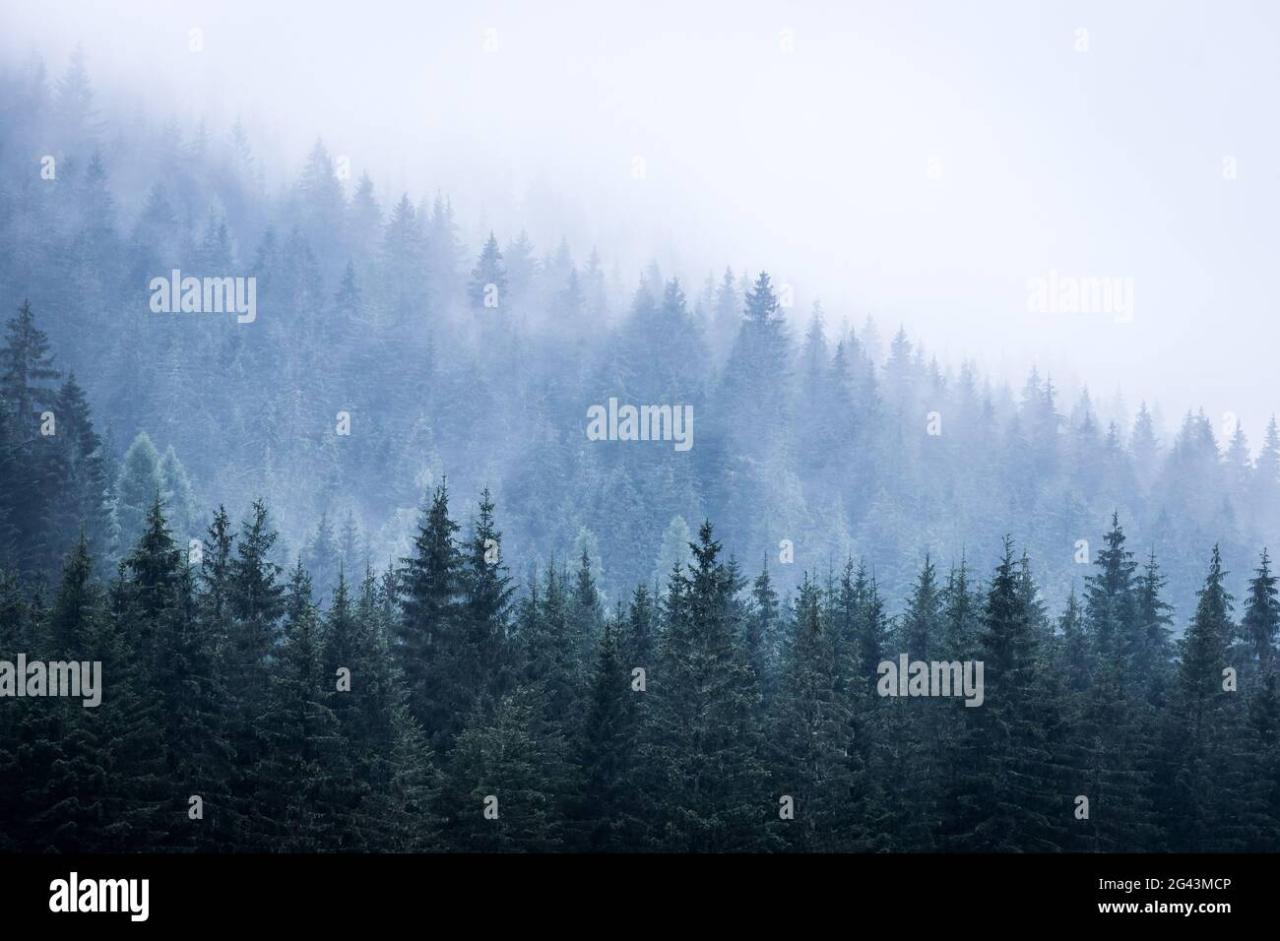 Magical atmosphere in the foggy forest, Morning, Austria Stock Photo ... Magical atmosphere in the foggy forest, Morning, Austria Stock Photo ...