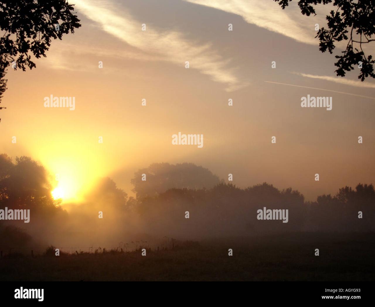 sunrise through trees Stock Photo - Alamy