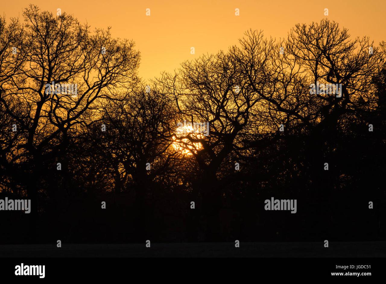 Download Trees, Nature, Sunrise. Royalty-Free Stock Illustration Image ...