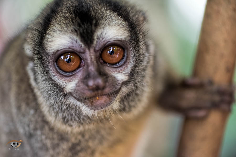 Zoo photography: how to photograph animals at the zoo - Gjesdal Zoo photography: how to photograph animals at the zoo - Gjesdal