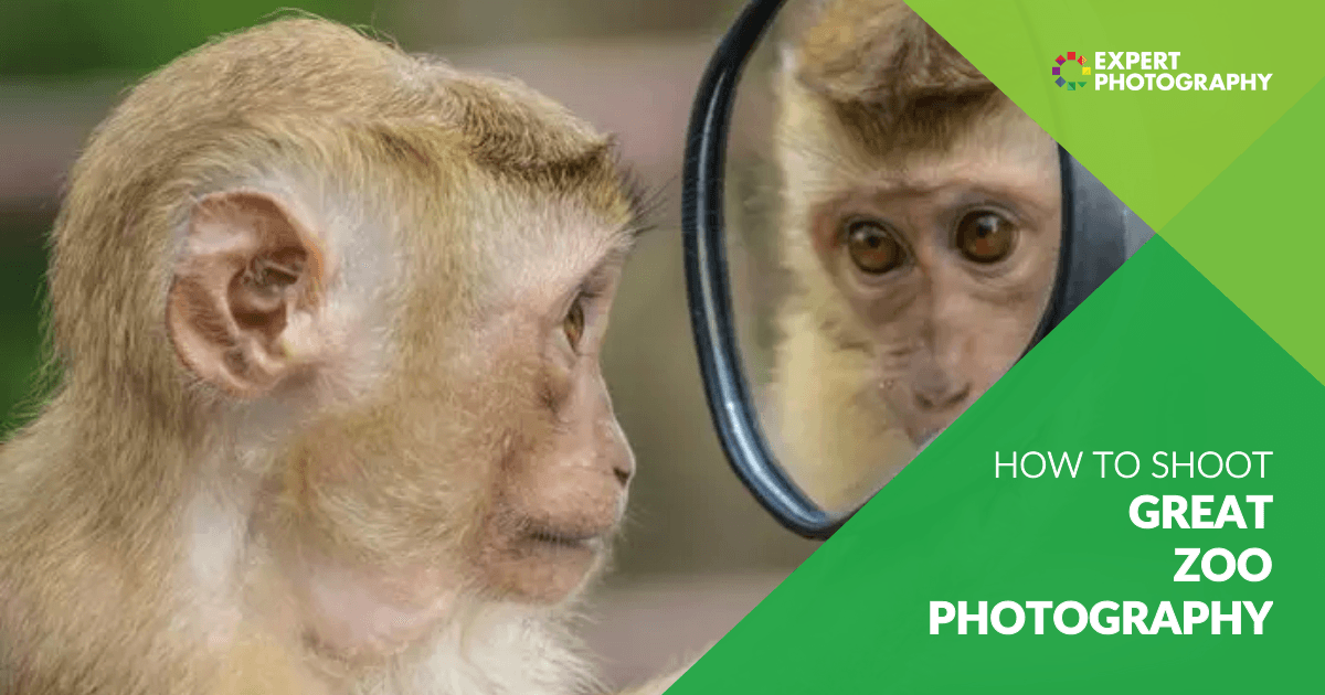 Tips: How to Photograph Animals at a Zoo | Pocket Lenses Tips: How to Photograph Animals at a Zoo | Pocket Lenses